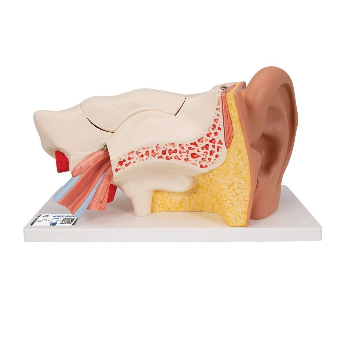 Human Ear Model