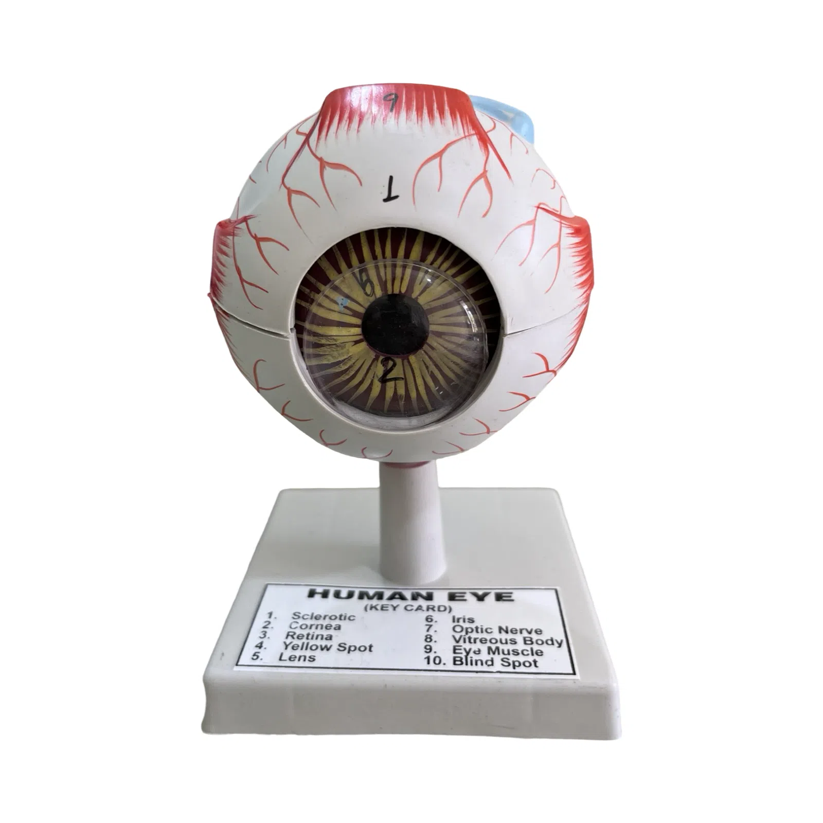 Human Eye Model – Eye Model on Stand