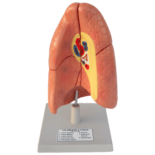 Human Lungs Model (Basic Model)