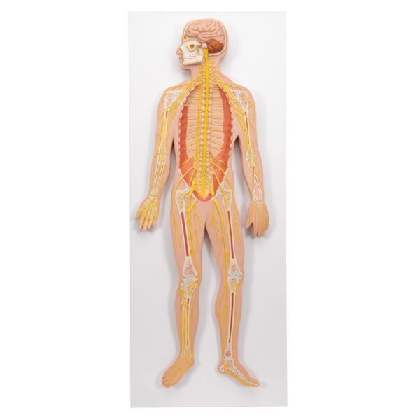 Human Nervous System Model