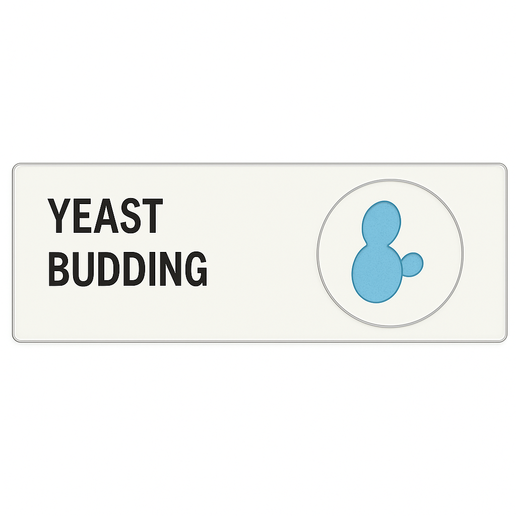 Microscope Slide – Yeast Budding