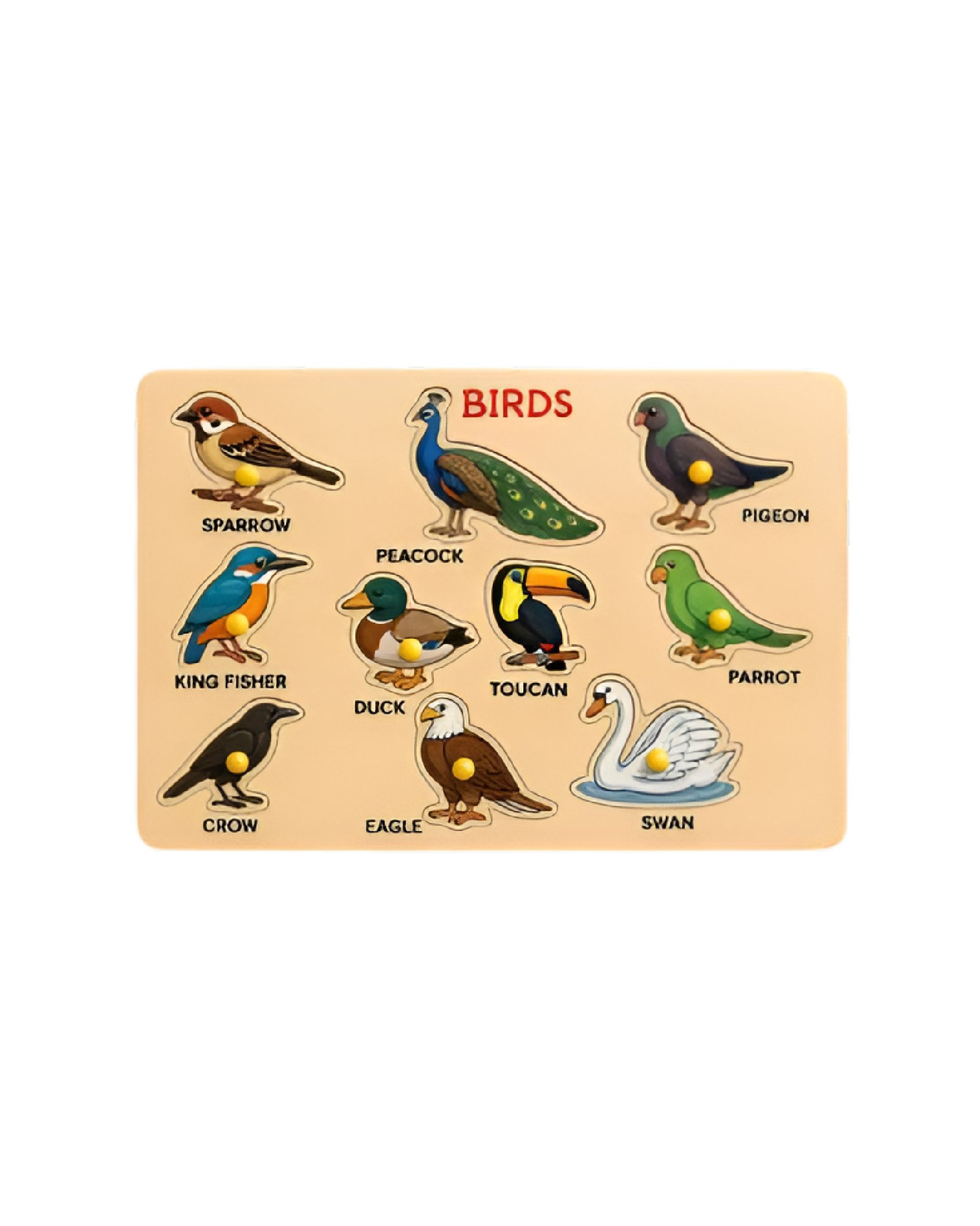 800×1000px (Product Images) P5-55