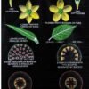 Chart – Botany: Angiosperms
