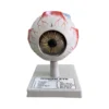 Human Eye Model – Eye Model on Stand
