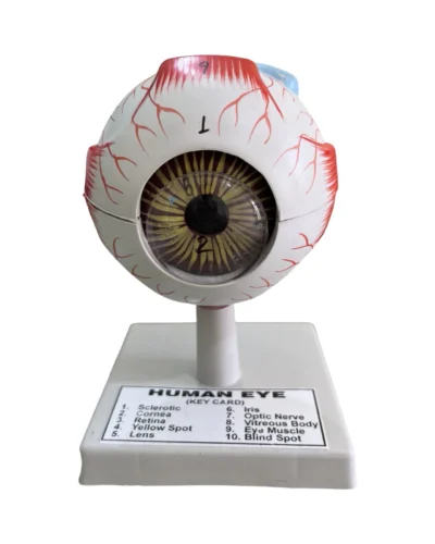 Human Eye Model – Eye Model on Stand
