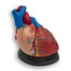 Human Heart Model – Jumbo Human Heart on Base