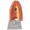 Human Lungs Model (Basic Model)