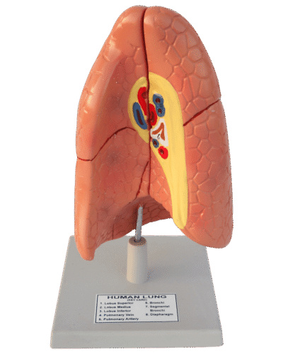 Human Lungs Model (Basic Model)