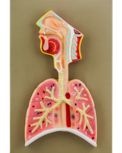 Human Respiratory System Model