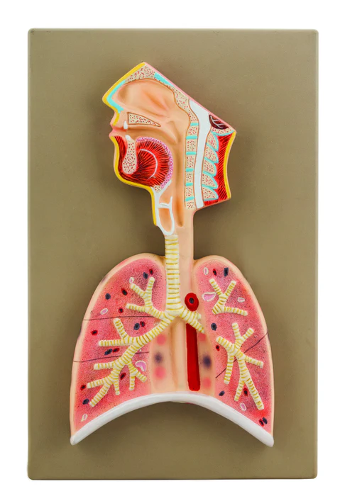 Human Respiratory System Model