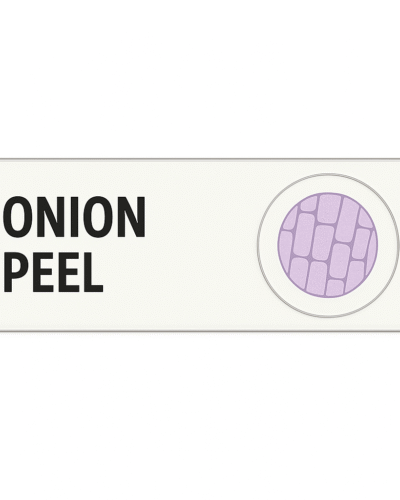Microscope Slide – Plant Tissue: Onion Peel
