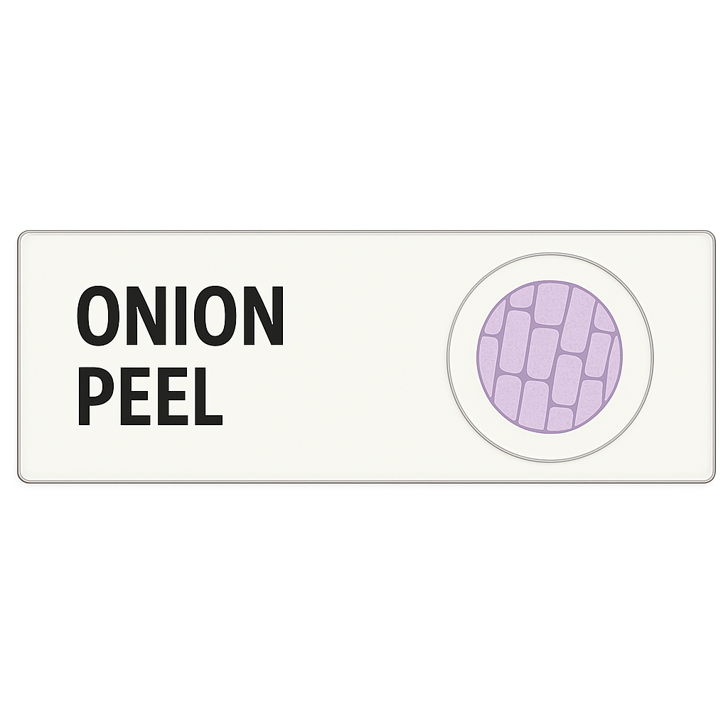 Microscope Slide – Plant Tissue: Onion Peel