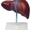 Liver Model