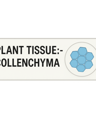 Microscope Slide – Plant Tissue: Collenchyma