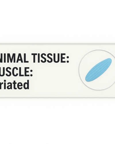 Microscope Slide – Animal Tissue: Muscle (Striated)