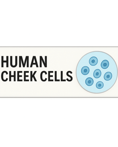 Microscope Slide – Human Cheek Cells