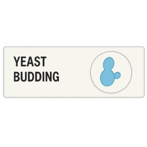 Microscope Slide – Yeast Budding